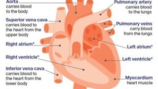 Understanding heart health and cancer | Cancer Council SA