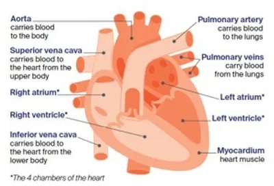 Labelled diagram of the human heart showing four chambers and major vessels.