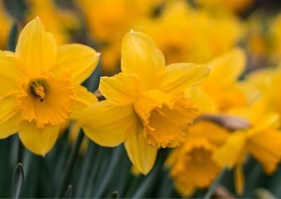 Daffodil Day Appeal