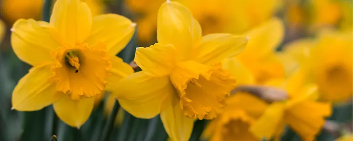 Daffodil Day Appeal