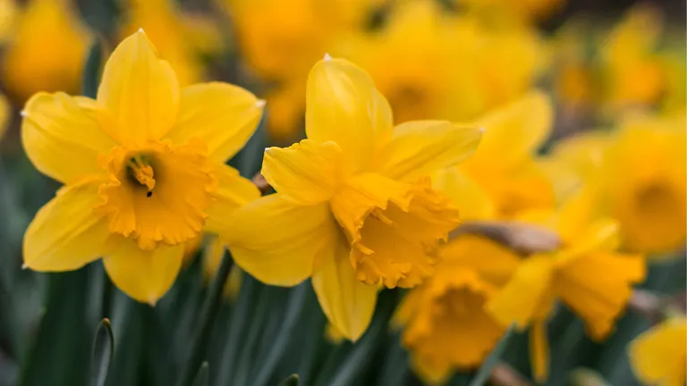 Daffodil Day Appeal