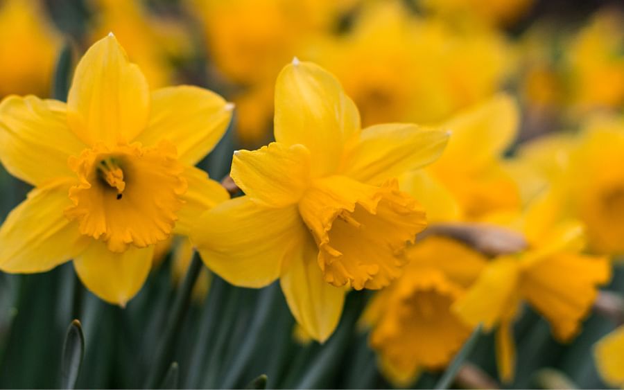Daffodil Day Appeal