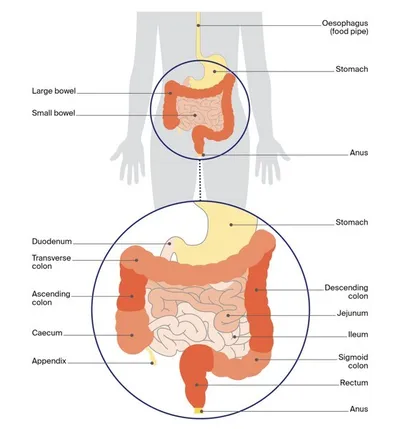 Illustrated diagram of the human digestive system with stomach and intestines.