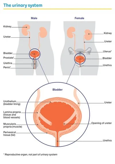 Urinary system diagram for male and female, showing kidneys, ureters, bladder and urethra.