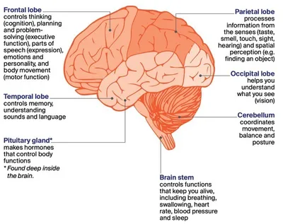 Coloured diagram of the human brain with labelled lobes and brain stem.