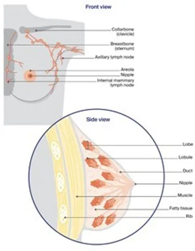 Front and side views of a breast anatomy diagram with lobes, ducts, nipple, fat, muscle and rib