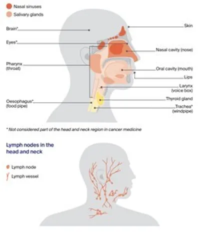 Side head diagram showing brain, sinuses, trachea, oesophagus and head/neck lymph nodes and vessels