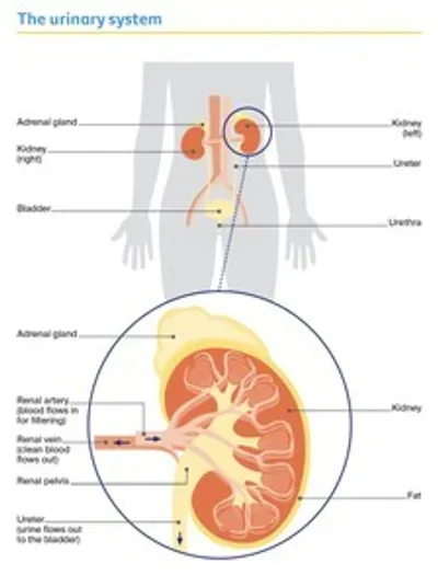 Urinary system diagram: kidneys, ureters, bladder, urethra; kidney cross-section with cortex/medulla.