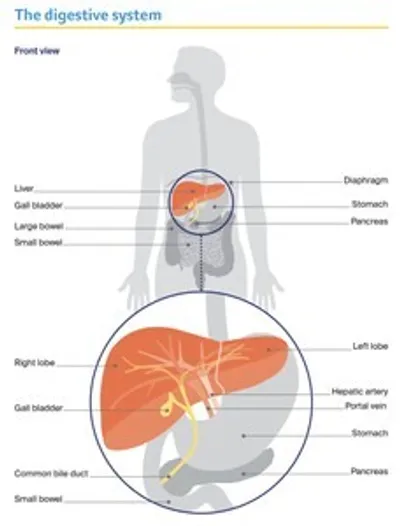Front view of the digestive system showing liver, stomach, pancreas, gall bladder and intestines.