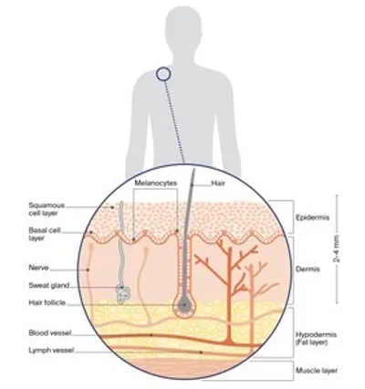 Cross-section diagram of skin showing hair follicle, epidermis, dermis, glands and vessels.