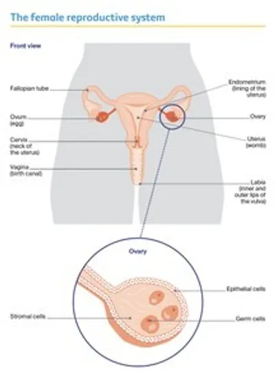 Diagram of female reproductive system: uterus, fallopian tubes, ovaries; zoomed ovary with follicle.