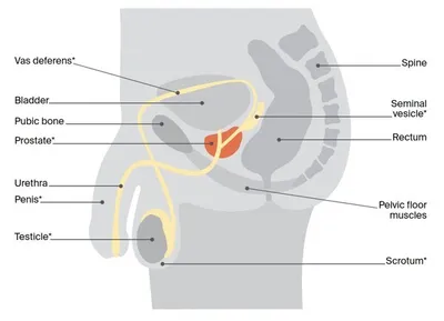 Side view of pelvic region showing bladder, prostate, urethra, penis, testicles, scrotum.