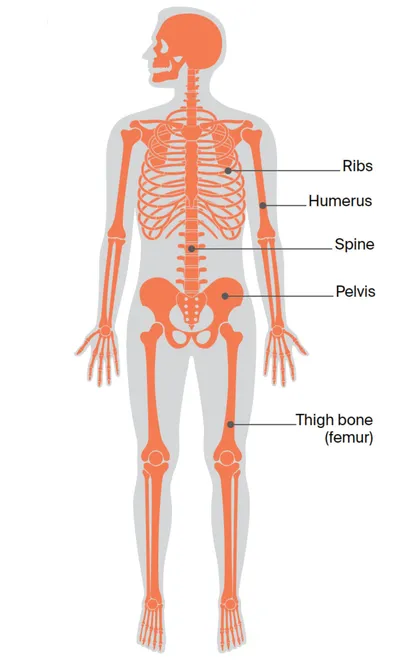 An orange front-view skeleton diagram of a person with labels: ribs, humerus, spine, pelvis, femur.