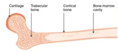 Long bone cross-section showing cartilage, cortical and trabecular bone, and marrow cavity.