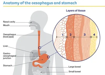 Educational diagram showing the oesophagus and stomach with a magnified circular section of tissue layers.
