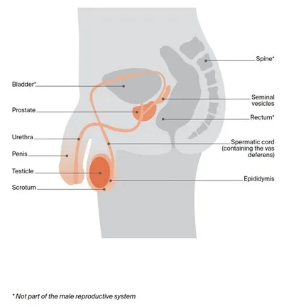 Side-view diagram of male pelvic anatomy: bladder, prostate, urethra, penis, testes, scrotum.