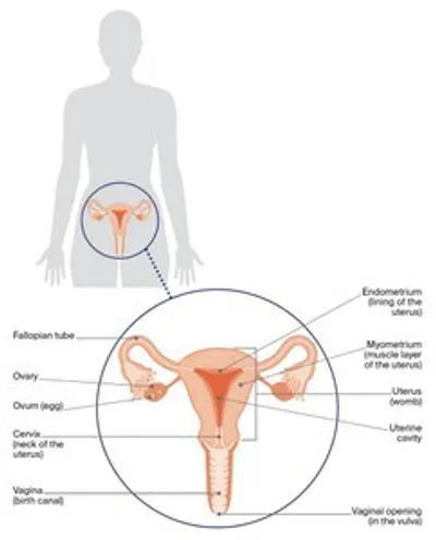 Silhouette with orange diagram of reproductive organs: uterus, fallopian tubes, ovaries, and vagina.