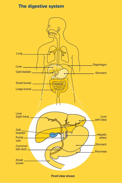 Front view of a yellow anatomical diagram showing the human digestive system with labelled organs.