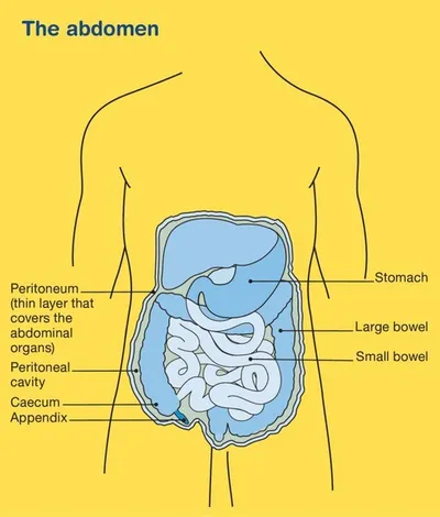 Front view of the abdomen showing stomach and intestines with labels for peritoneum and caecum.
