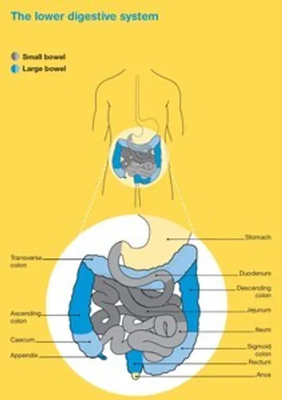 Diagram of the lower digestive system showing stomach and intestines in blue on a yellow background.