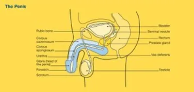 An anatomical diagram of the penis and surrounding pelvic region with labelled internal structures.