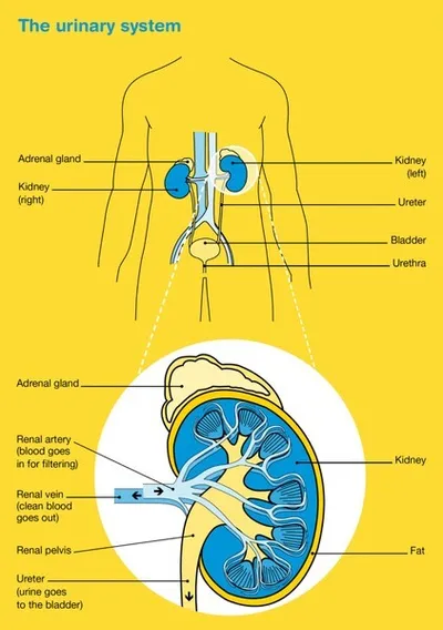 Urinary system diagram showing kidneys, adrenal glands, ureters, bladder and urethra.