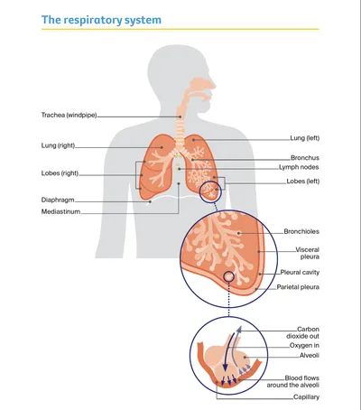 Diagram of the human respiratory system showing trachea, lungs, bronchi, and alveoli.