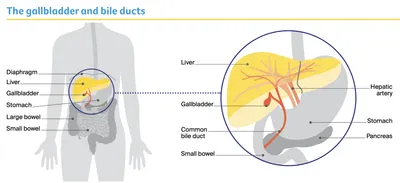 Understanding Gallbladder and Bile Ducts Cancers Fact sheet pg1