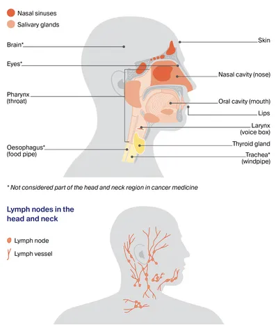 Understanding Heand and Neck pg7