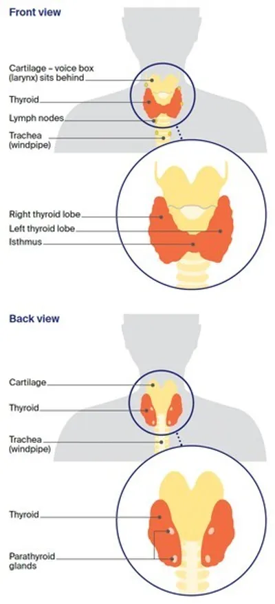 Front and back neck diagram showing orange thyroid lobes around the trachea.