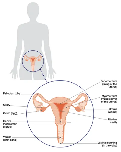 Understanding cancer of the Uterus pg7