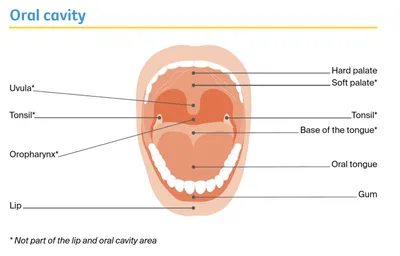 Open-mouth diagram of the oral cavity with labels for lips, gums, teeth, tongue, palate, and uvula.