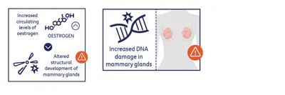 Three-panel infographic on oestrogen effects on mammary glands and DNA damage, with warning icons.