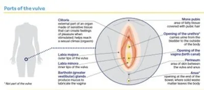 Diagram of the vulva showing the clitoris, labia majora, labia minora, and vaginal opening.