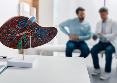Detailed kidney model with red and blue vessels on a stand; two clinicians discuss in background.