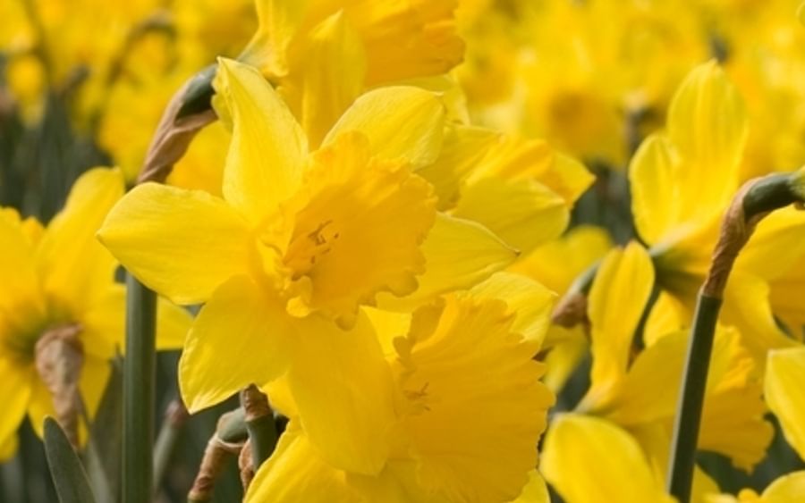 Bright yellow daffodils in a sunny field, close-up with green stems.