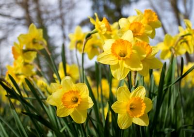 Bright yellow daffodils with orange centres in a sunny garden.