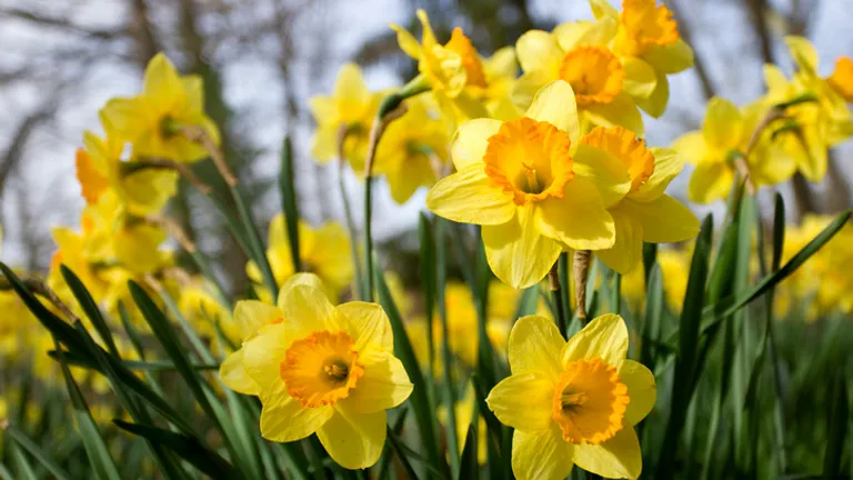 Bright yellow daffodils with orange centres in a sunny garden.