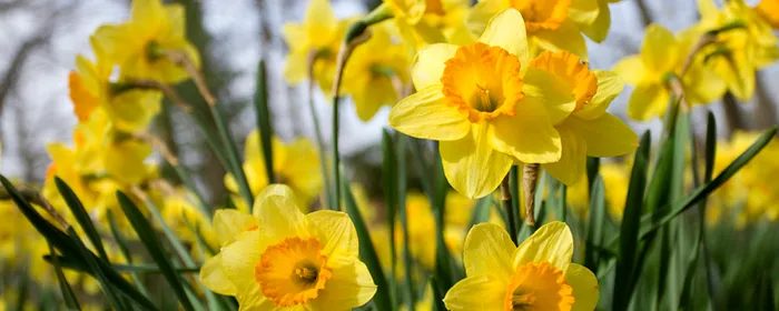 Bright yellow daffodils with orange centres in a sunny garden.