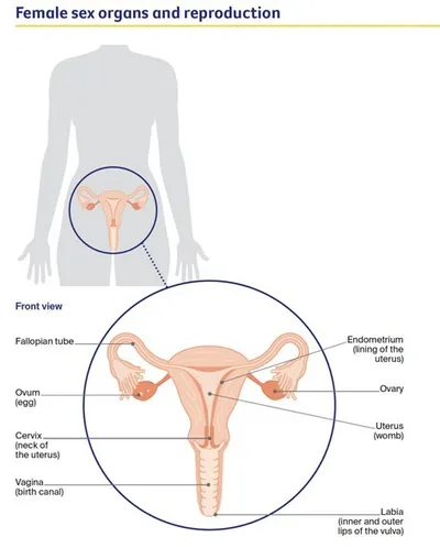 Diagram of female reproductive organs: uterus, ovaries, fallopian tubes, cervix, vagina.