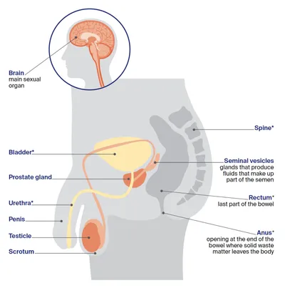 Side-view anatomy diagram with labels for brain, bladder, prostate, urethra, penis, rectum and anus.
