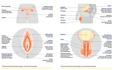 Seximtimacyandcancer pg1920