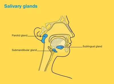 Side view of the head showing parotid, submandibular and sublingual salivary glands.
