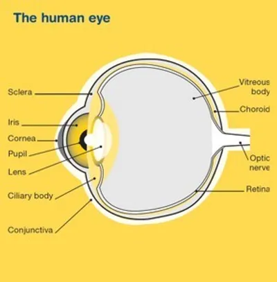 Cross-section of the eye with labeled parts: sclera, iris, cornea, pupil, lens, retina, optic nerve.